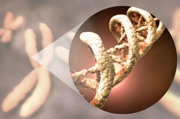 Що таке хромосоми?