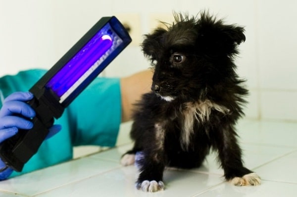 Що таке лишай у собак?