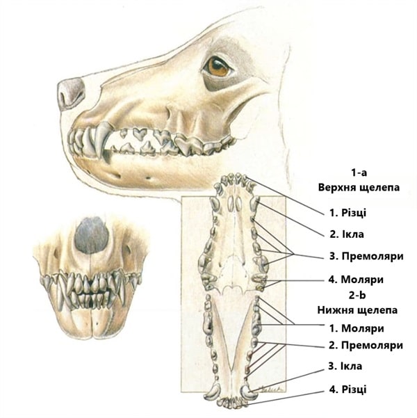 Схема зубів собаки