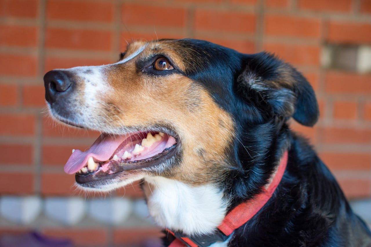 Скільки хромосом у собаки?