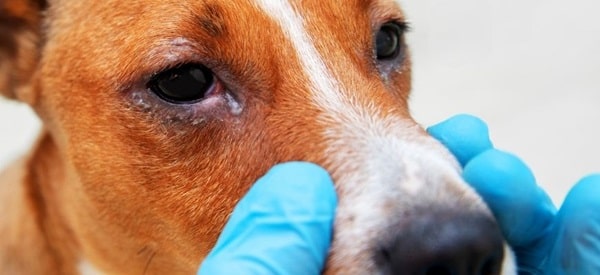 Симптоми кон'юнктивіту в собак