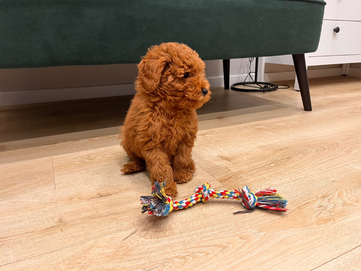 Той алергенний чи ні — чи може бути алергія на пуделів?