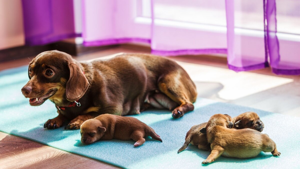 Вагітність у собак: ознаки, терміни, правила гігієни.