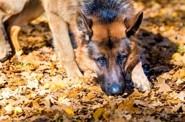 Вибірка предмета за запахом