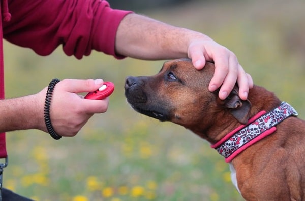 Використання клікера під час навчання команди «Поруч»