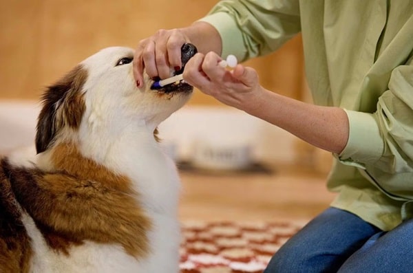 Використання таблеткодавач (інтродьюсера) для тварин