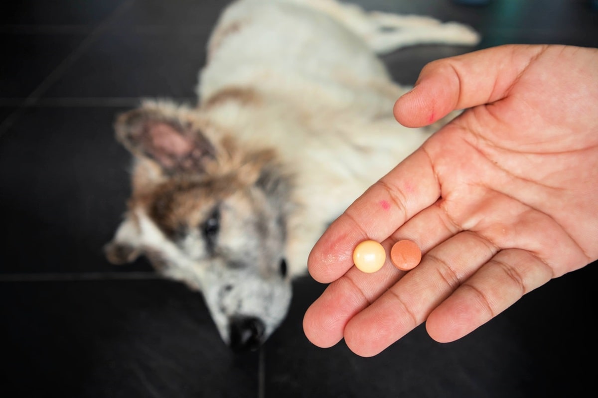 Як дати собаці таблетку (пігулку)?