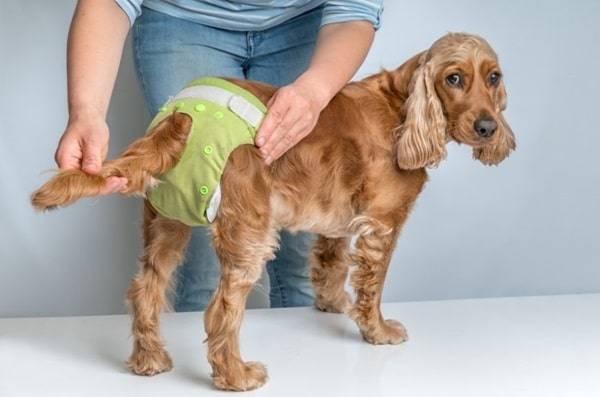 Як доглядати за собакою під час тічки?