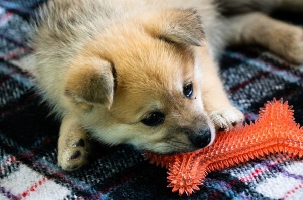 Як допомогти собаці під час зміни зубів?