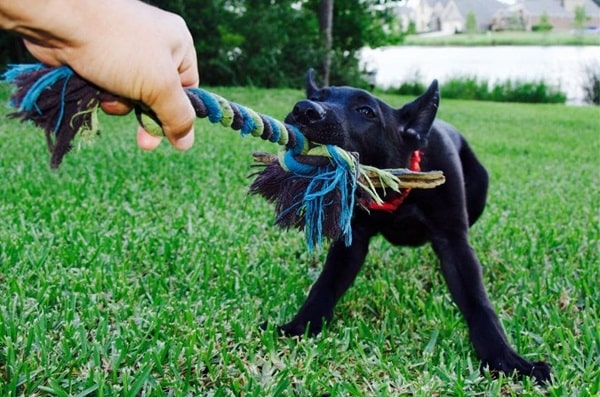 Як навчити цуценя команди «фас»?