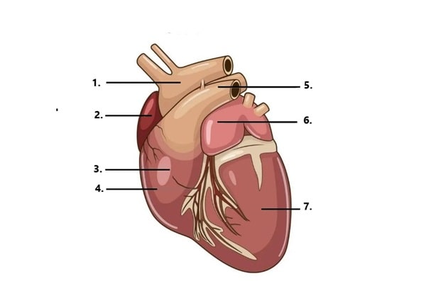 Як працює серце здорового собаки?