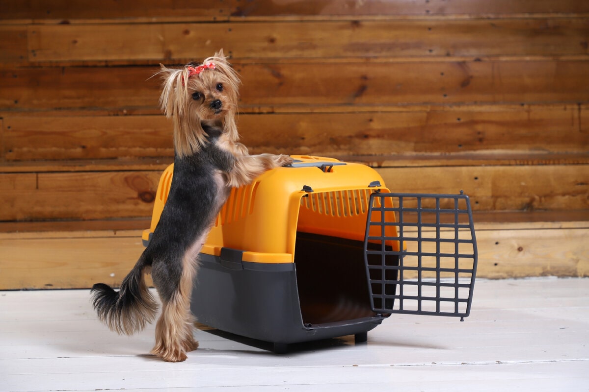 Як привчити собаку до переноски?