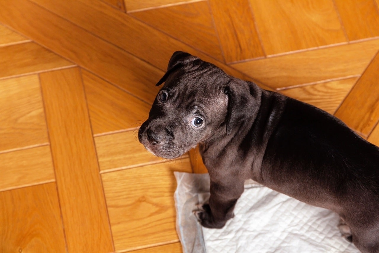 Як привчити цуценя до пелюшки?