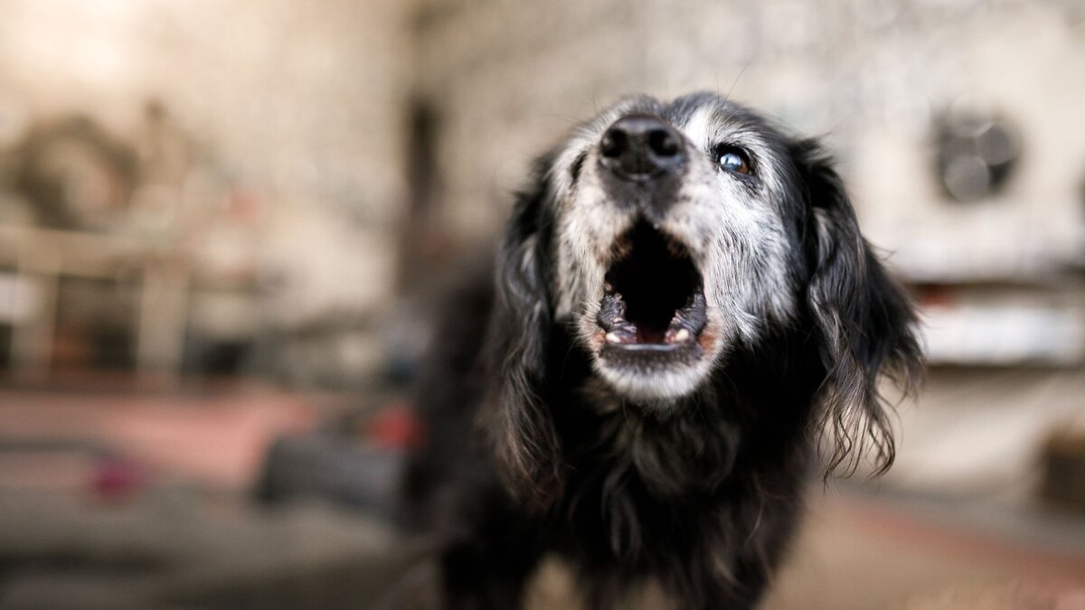 Як відучити собаку гавкати на всіх підряд на вулиці?