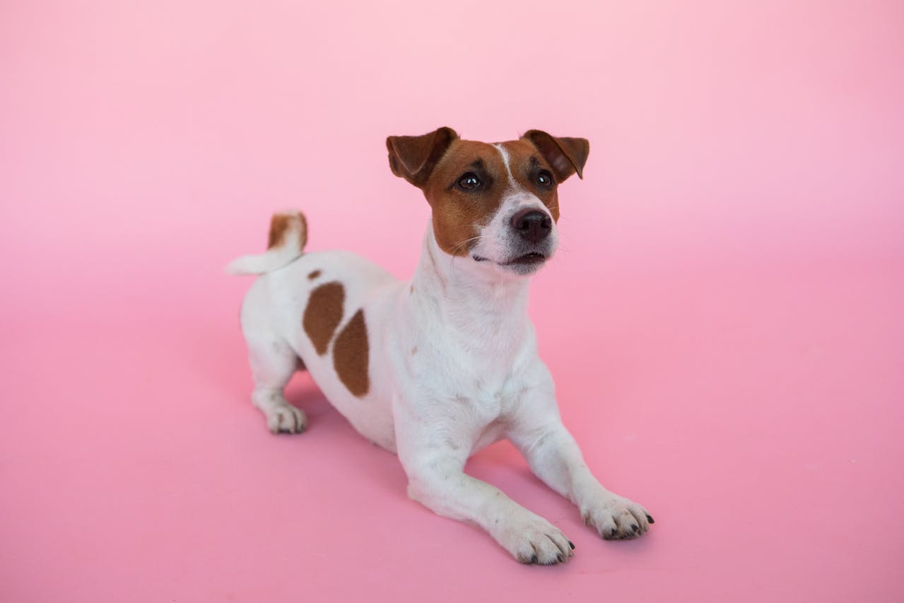 Як виховувати джек-рассела?