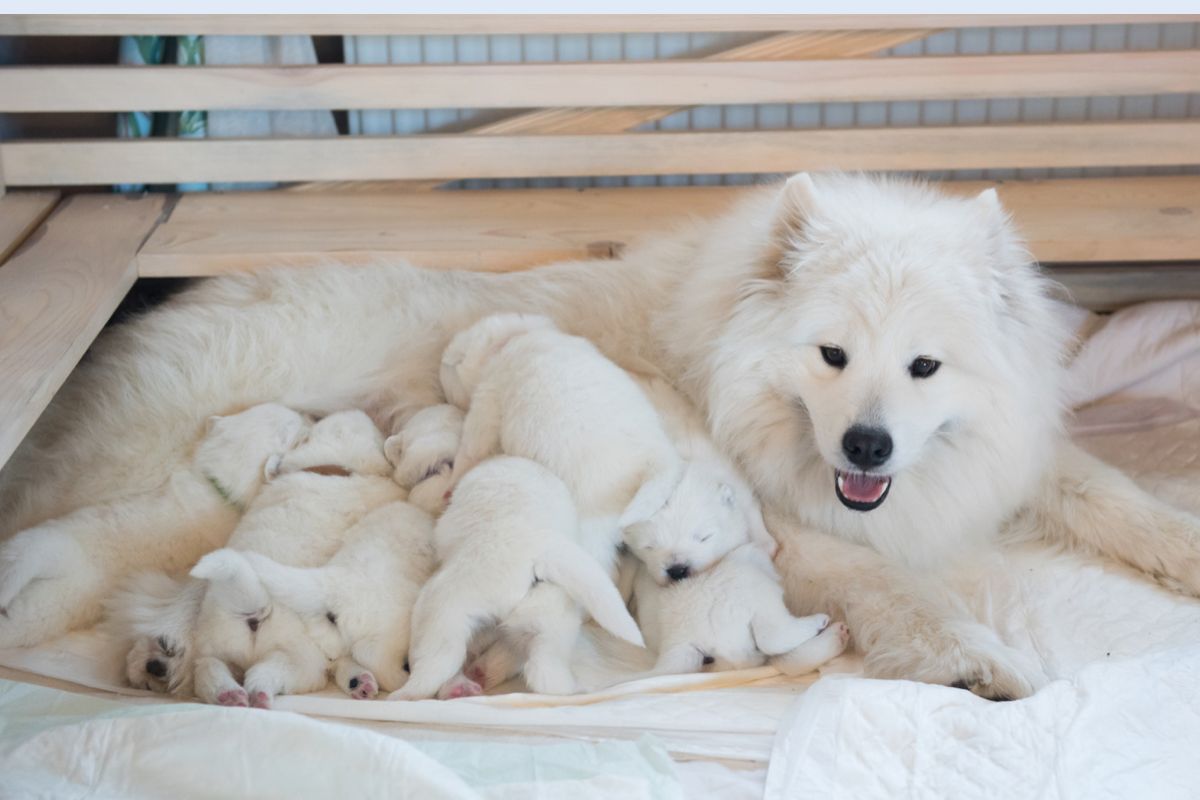 Як зрозуміти, що собака народила усіх цуценят?