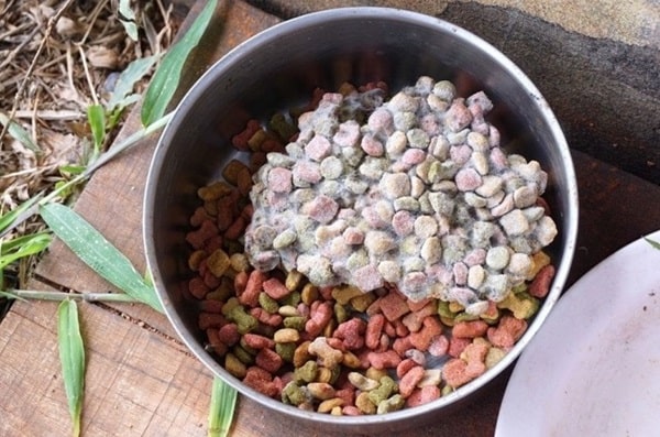 Як зрозуміти, що сухий корм зіпсувався?