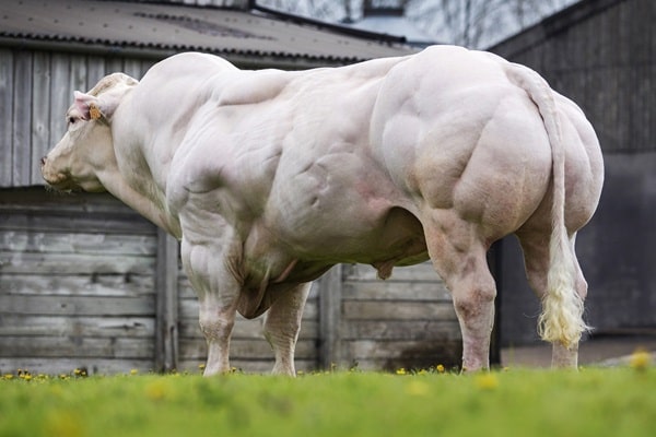 Бельгійські блакитні корови