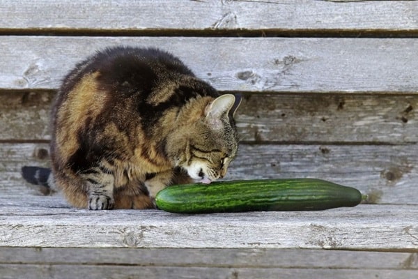 Чому деякі кішки не бояться огірків?