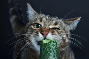 Чому кішки так бояться огірків: думка експертів.