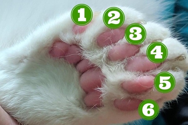 Чому в кішок різна кількість пальців?