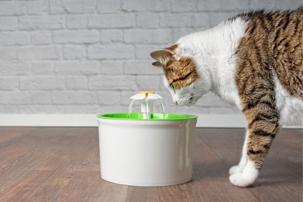 Деякі кішки воліють пити проточну воду