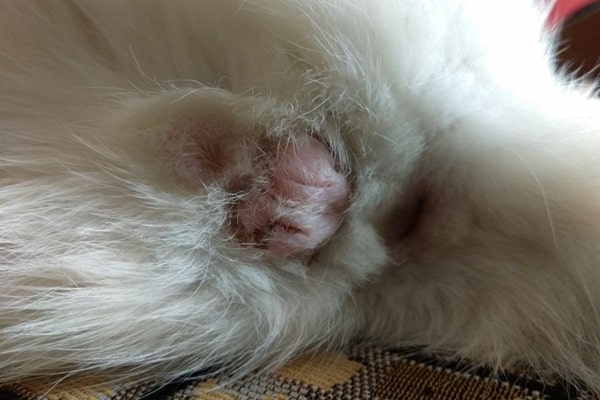 Фото кастрованого кота