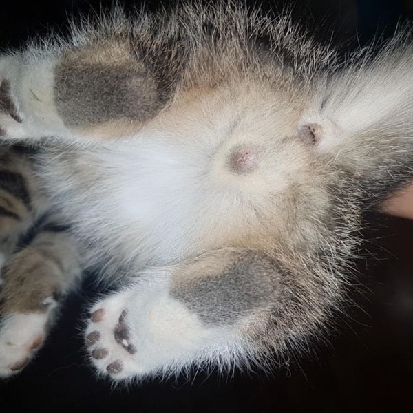 Кошеня-дівчинка