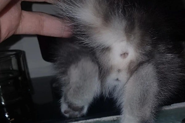 Кошеня-хлопчик