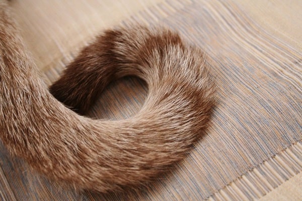 Навіщо кішкам потрібен хвіст?