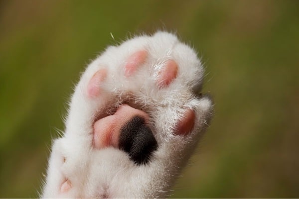 Скільки пальців у кішки?