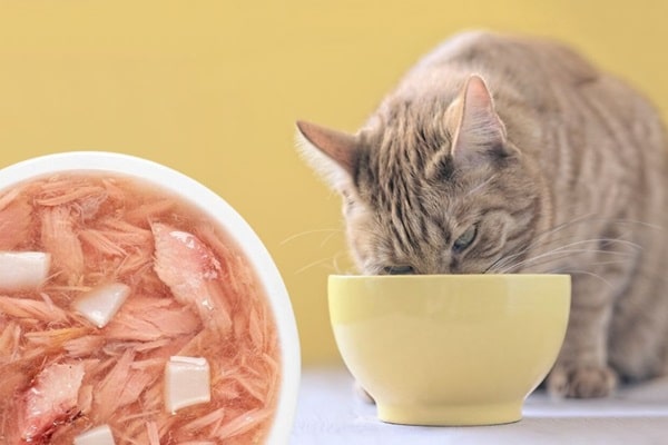 Супи для котів