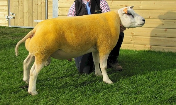 Вівці-ГМО — правда чи міф?