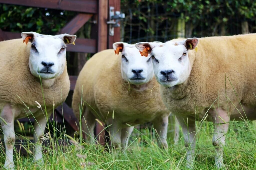 Вівця-бультер'єр: що ми знаємо про унікальну м'ясну породу белтекс.