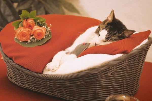 Як поховати кішку?