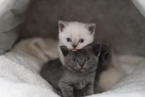 Як відрізнити кота від кішки?