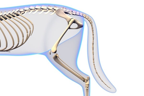 З чого складається хвіст кішки?