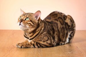 Поширені хвороби бенгальських кішок і профілактика.