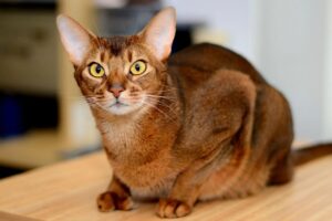 Скільки триває тічка в абіссінської (абісинської) кішки і коли починається?