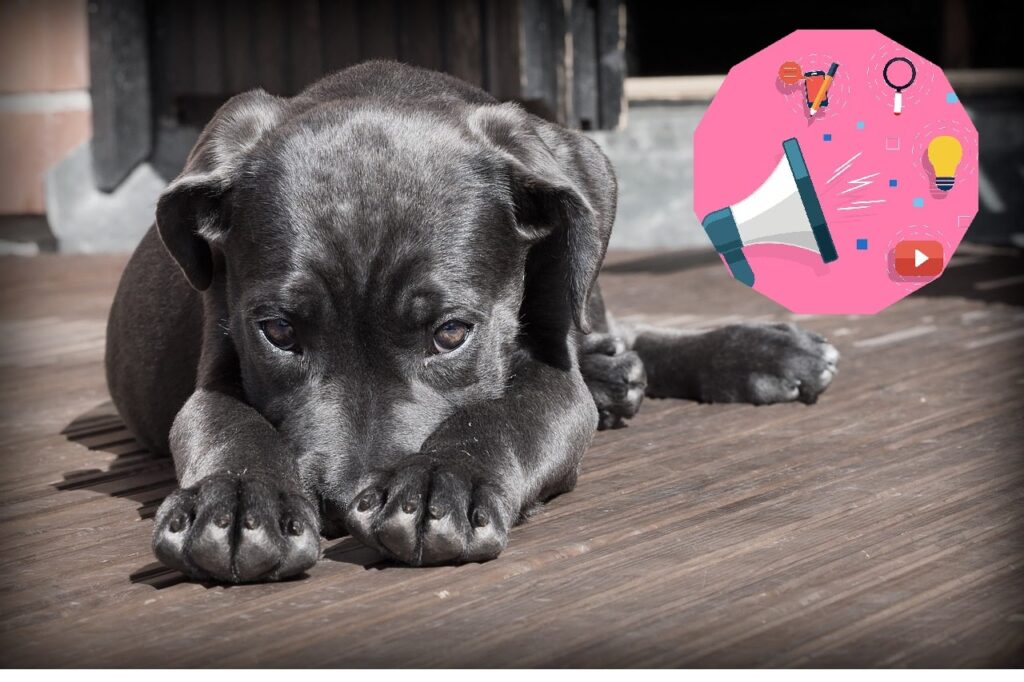 Коли думку замовчують: незручна правда про петперентство в медіаполі.