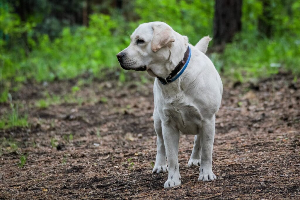 Поширені хвороби лабрадорів і схильність до захворювань.