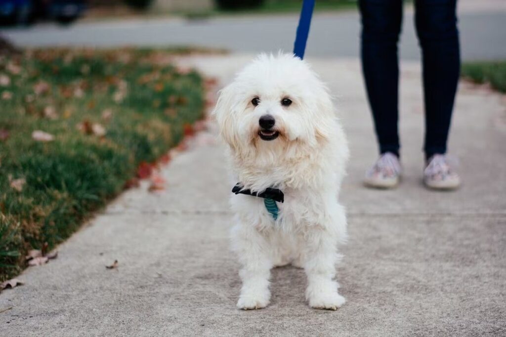 Поширені хвороби мальтипу та профілактика.