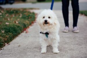 Поширені хвороби мальтипу та профілактика.