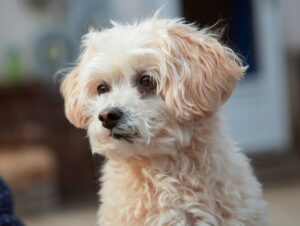 Скільки триває тічка у мальтипу і коли починається?