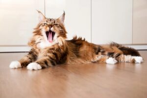 Скільки триває тічка у мейн-куна і коли починається?