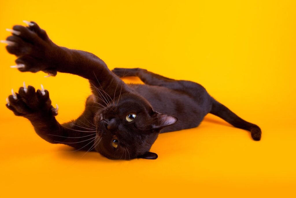 Поширені хвороби бурманських кішок і загальне здоров'я.