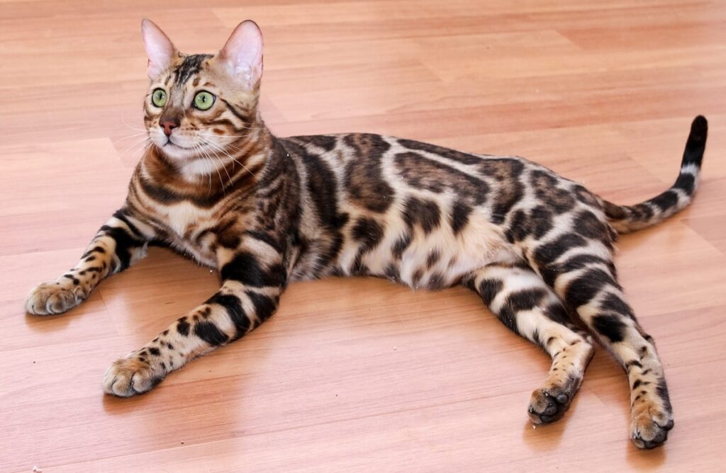 Хвороби бенгальських кішок: основні ознаки та методи лікування.