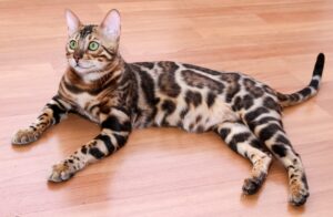 Хвороби бенгальських кішок: основні ознаки та методи лікування.