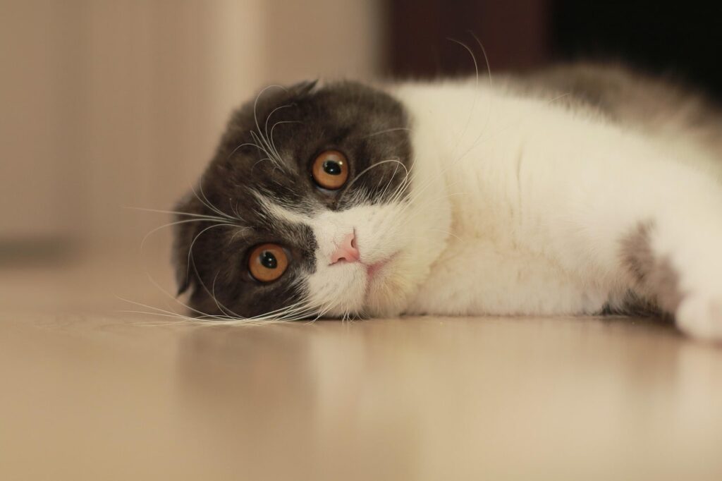 Скільки триває тічка у шотландської кішки і коли починається?