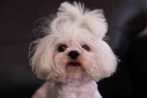 Скільки триває вагітність у мальтійської болонки?